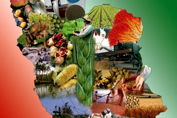 کاهش ۱۹۳ درصدی درآمدهای کشاورزی