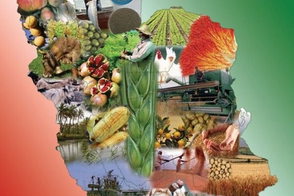 کاهش ۱۹۳ درصدی درآمدهای کشاورزی