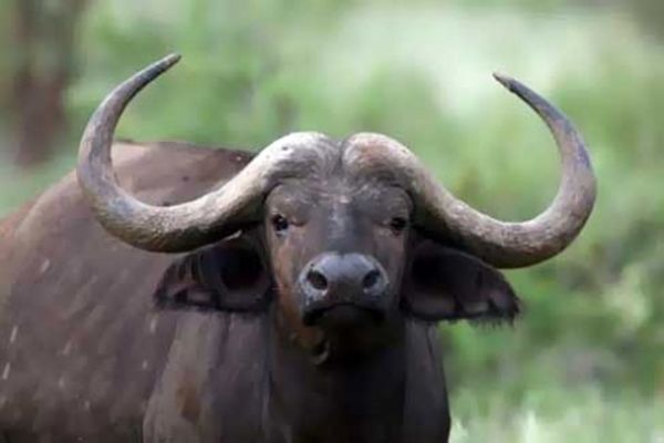 بوفالو در کمین مشهد