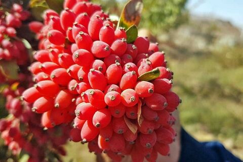 خودنمایی درختچه های زرشک در روستای چرمه