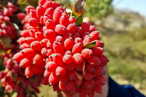 خودنمایی درختچه های زرشک در روستای چرمه