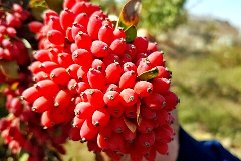 خودنمایی درختچه های زرشک در روستای چرمه