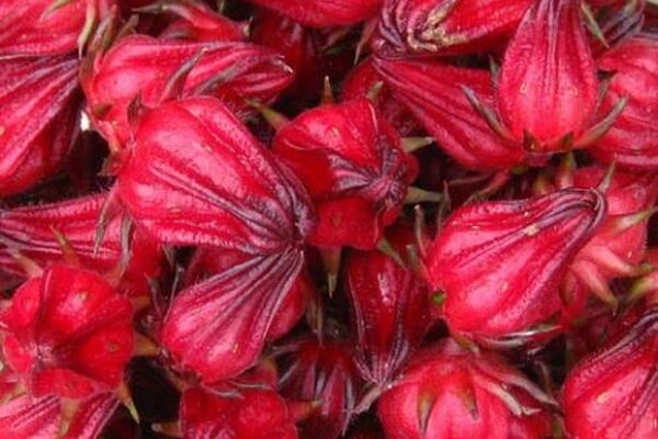 آغاز برداشت چای ترش از مزارع گناباد