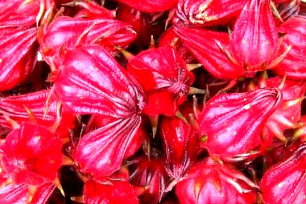 آغاز برداشت چای ترش از مزارع گناباد