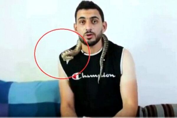 حمله هولناک افعی به یک کارشناس در برنامه زنده