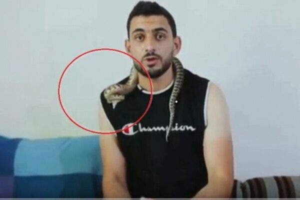 حمله هولناک افعی به یک کارشناس در برنامه زنده