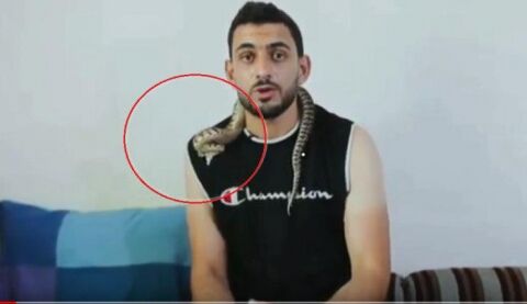 حمله هولناک افعی به یک کارشناس در برنامه زنده