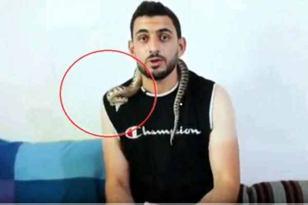 حمله هولناک افعی به یک کارشناس در برنامه زنده