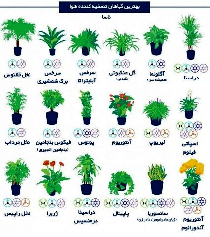 با نگهداری این گلها از آلودگی هوا فرار کنید!