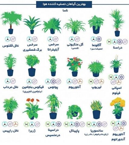 با نگهداری این گلها از آلودگی هوا فرار کنید!