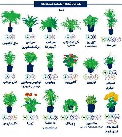 با نگهداری این گلها از آلودگی هوا فرار کنید!