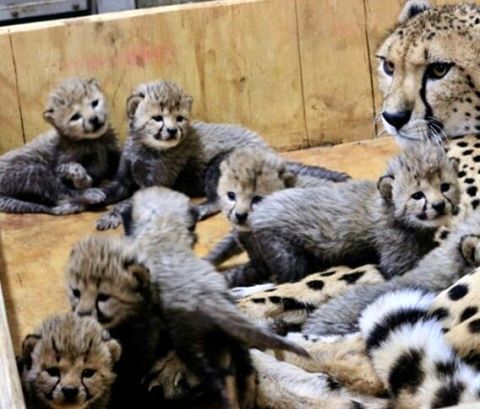 یوزپلنگی که رکورد تولید مثل را شکست!