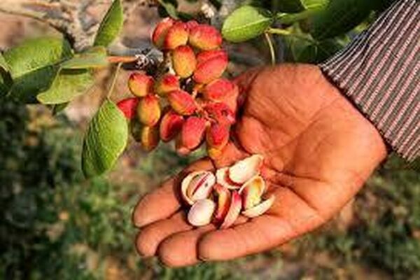 تولید پسته در خراسان رضوی کاهش یافت