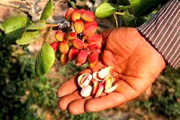 تولید پسته در خراسان رضوی کاهش یافت