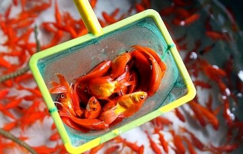 نظارت‌ دامپزشکی مشهد بر مراکز عرضه ماهیان قرمز