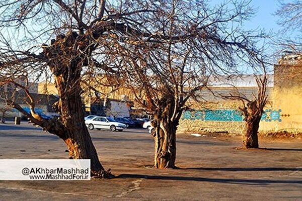 درختان عیدگاه را در یابیم