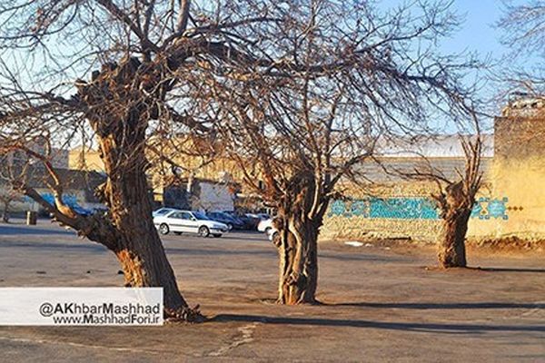 درختان عیدگاه را در یابیم