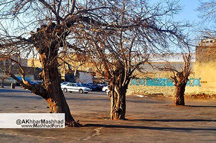 درختان عیدگاه را در یابیم