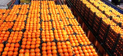 آغاز توزیع میوه طرح تنظیم بازار در سطح استان خراسان رضوی