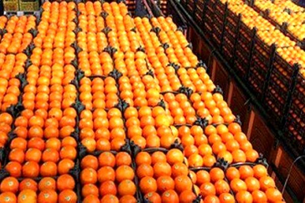 آغاز توزیع میوه طرح تنظیم بازار در سطح استان خراسان رضوی