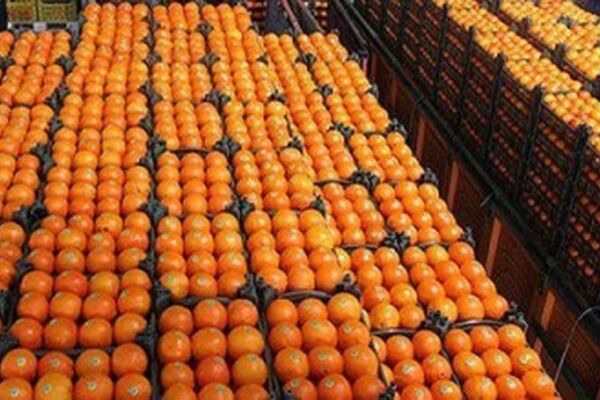 آغاز توزیع میوه طرح تنظیم بازار در سطح استان خراسان رضوی