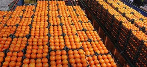 آغاز توزیع میوه طرح تنظیم بازار در سطح استان خراسان رضوی