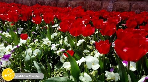 خودنمایی بهار در کوهسنگی مشهد