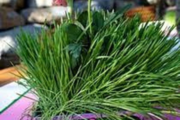 ۱۳ بدر مشهدی ها