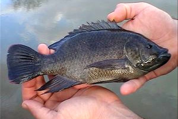 ایران از چه کشورهایی تیلا پیلا وارد می کند؟+جدول