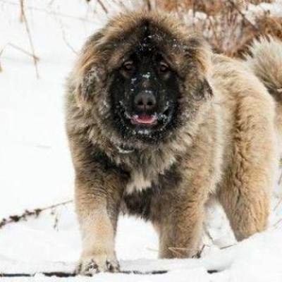 درنده ای به نام گرگاس بلای جان روستاییان