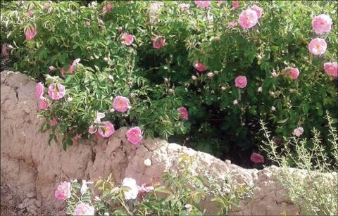 حال و روز قمصر خراسان خوش نیست