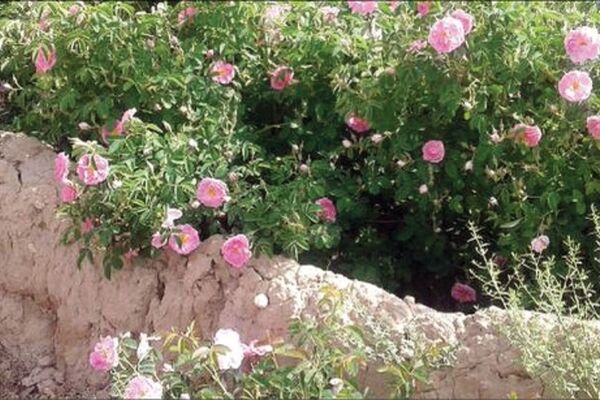 حال و روز قمصر خراسان خوش نیست