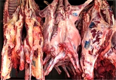 معدوم سازی 34 تن گوشت آلوده وارداتی از افعانستان و ارمنستان در مشهد