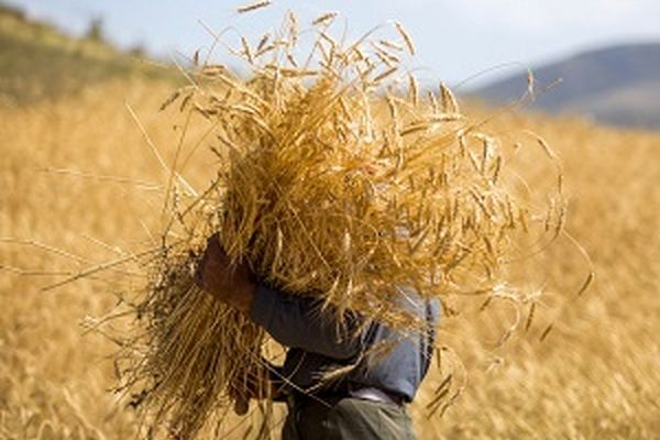 پس از ۷ ماه انتظار، نرخ خرید تضمینی گندم ثابت ماند