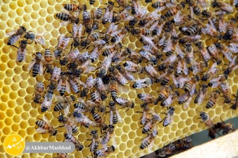 پرورش زنبور عسل در ارتفاعات روستای جاغرق