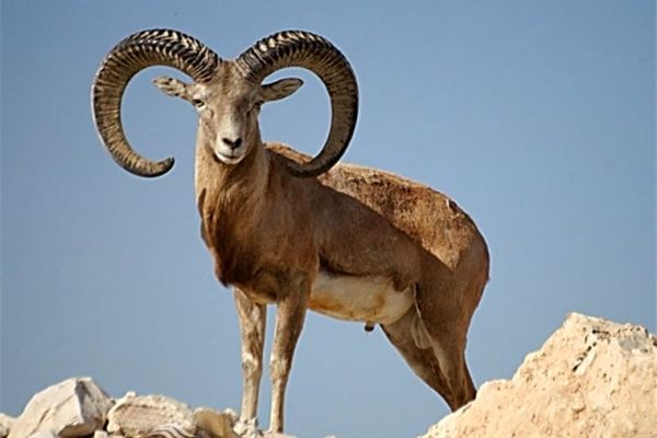 كشتار وحشيانه ي گونه اي نادر از قوچ ايراني