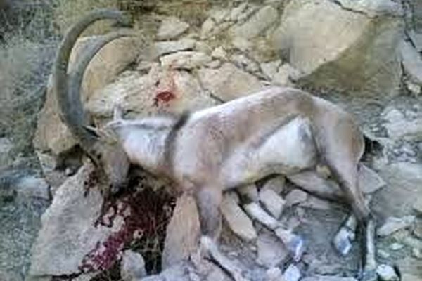 جزییاتی از واقعیت فیلم شکار غیرمجاز دو راس قوچ