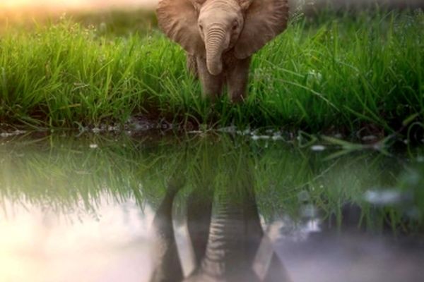 حیوانات غول پیکر در پروژه‌های عکاسی نوین