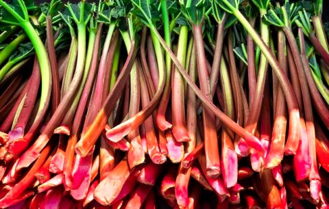 خورشت ریواس این خوشمزه تابستانی