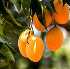 میوه ای تابستانی برای درمان ریزش مو