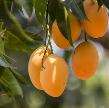 میوه ای تابستانی برای درمان ریزش مو