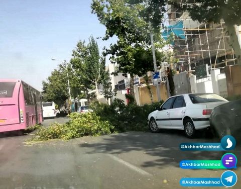 سقوط درخت در بلوار فردوسی