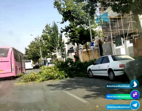 سقوط درخت در بلوار فردوسی