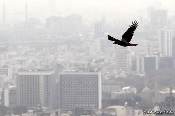 سهم هوای آلوده مشهد از 520 میلیون جریمه چقدر است؟