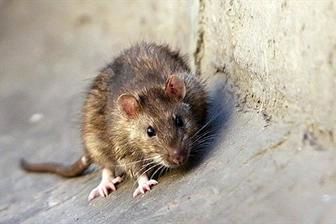 موش‌های وارداتی در شهر جولان می‌دهند