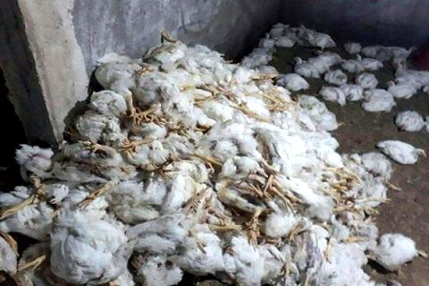 ۱۰ هزار مرغ بر اثر قطعی برق در آق قلا تلف شدند