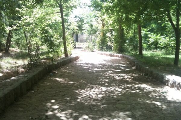 خشک شدن بیش از ۶۰درصد درختان پارک جنگلی تربت جام