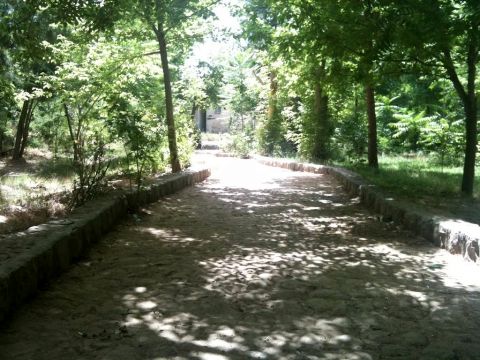 خشک شدن بیش از ۶۰درصد درختان پارک جنگلی تربت جام