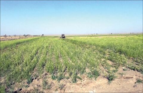 نارضایتی کشاورزان گنابادی از کمبود و قیمت کودشیمیایی کشاورزی