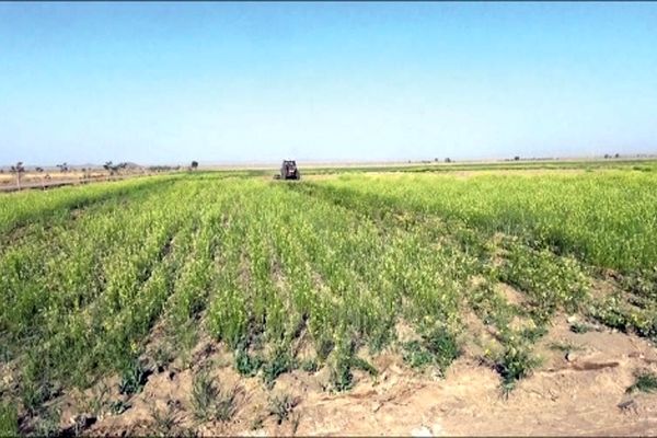 نارضایتی کشاورزان گنابادی از کمبود و قیمت کودشیمیایی کشاورزی